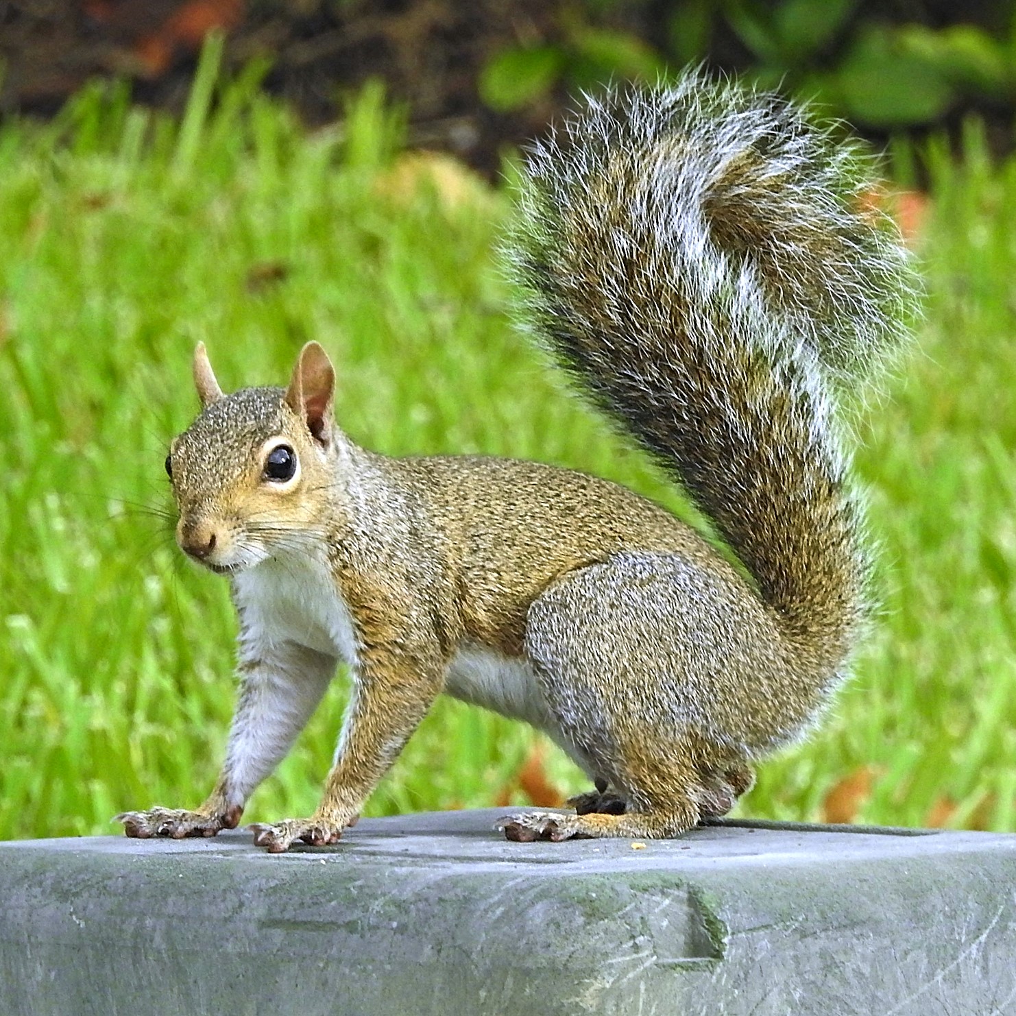 <p><em>Sciurus carolinensis</em></p>