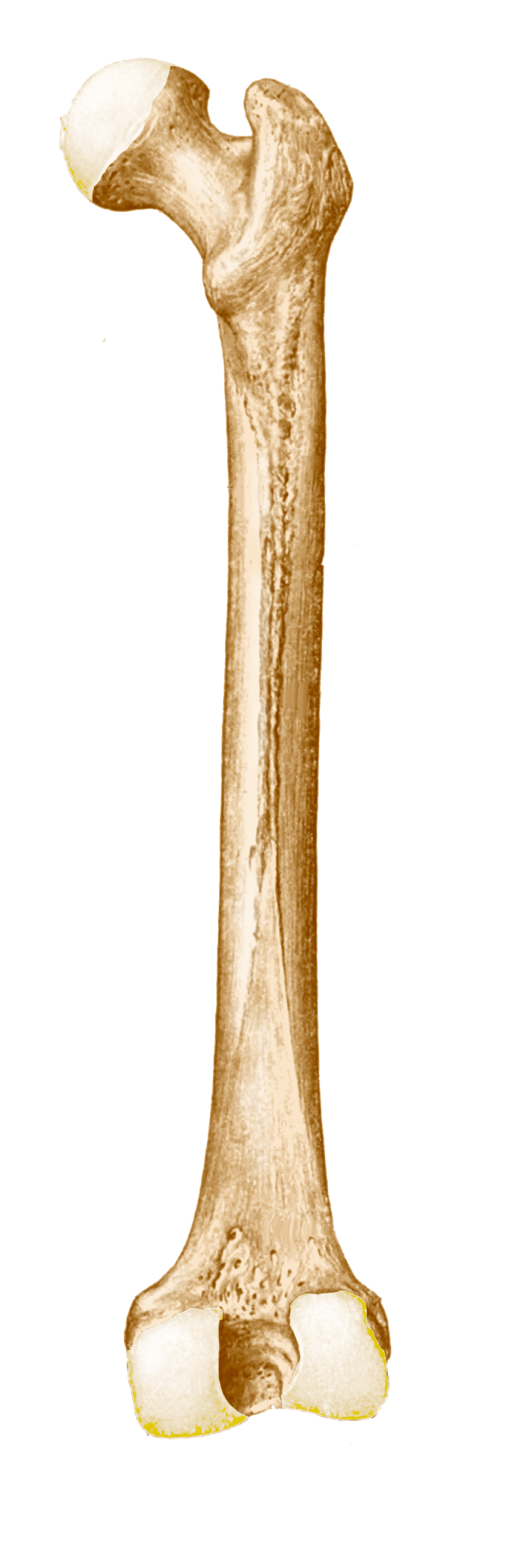 <p>Identify the bone.</p>