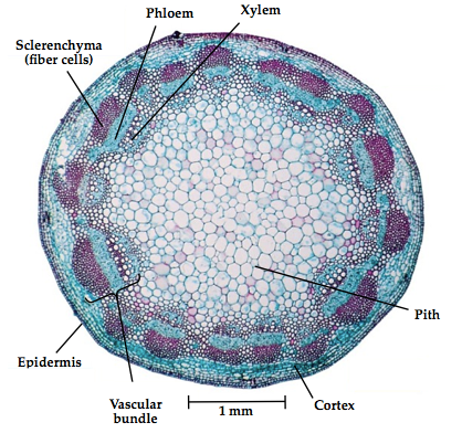 epidermis: the outer layer of cells in the stem
Cortex: supportive collenchyma cells
vascular bundle: rings in dicot stems and contain transport tissue include the phloem, cambium, xylem and supportive sclerenchyma fiber cells.
phloem: transports synthesized food from the leaves to the rest of the plants.
xylem: conducts water and dissolved minerals through the stems to the leaves.
the cambium: located in the little white circles right below the phloem.
it is a non conclusive layer of cells between the xylem and phloem that contributes to secondary growth in the woody dicots
pith: the soft inner portion of the stem is composed of a thin walled parenchyma cells called the pith