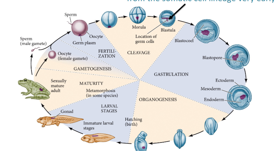 <p>Germ cell lineage (germ line) is separated</p><p>from the somatic cell lineage very early.</p>