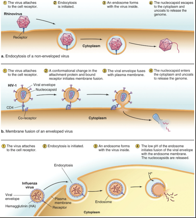 <p>Don’t have to deal with a cell wall</p><p>Receptor mediated endocytosis</p><p>Viral envelope fuses with plasma membrane</p><p>Viral envelope fuses with visible membrane</p>