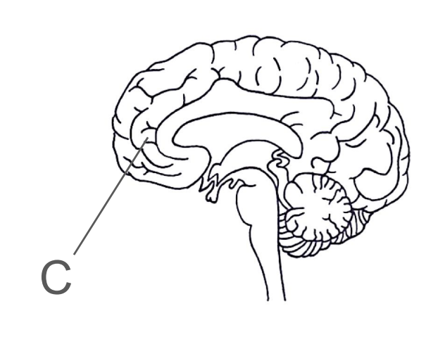 <ul><li><p>The largest part of the brain</p></li></ul><p></p><ul><li><p>It divides to 2 cerebral hemispheres which are connected via the corpus callosum.</p></li></ul>