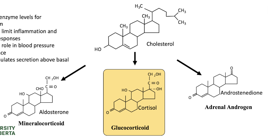 <p>secreted from cortex of adrenal gland → precursor to steroid hormones </p>