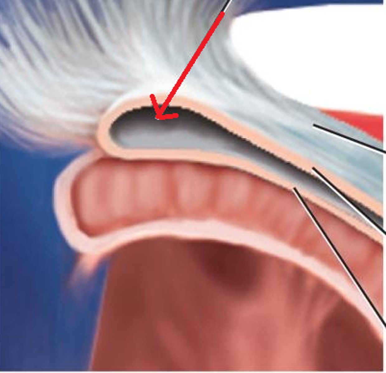 <p>Name this space on the heart.</p>
