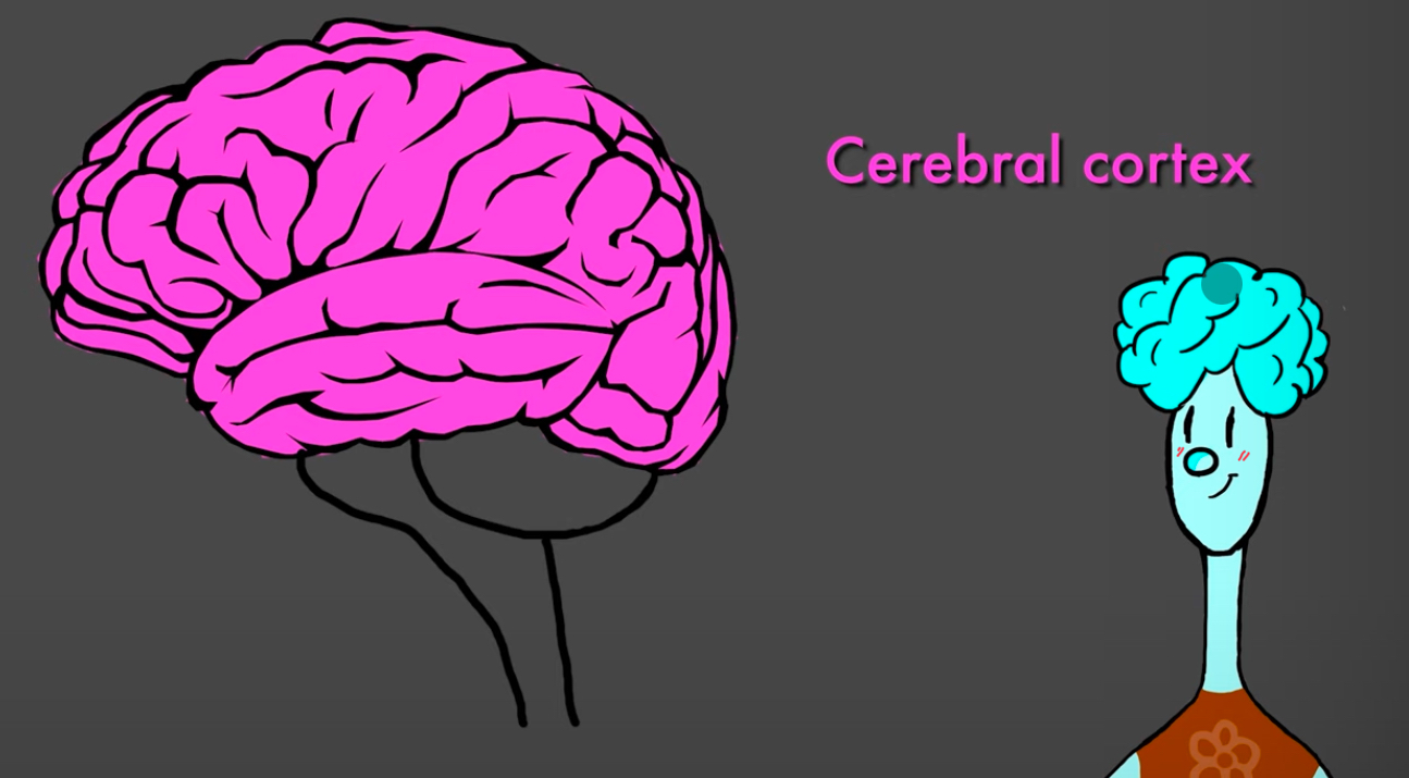 <p>Cerebral Cortox</p>