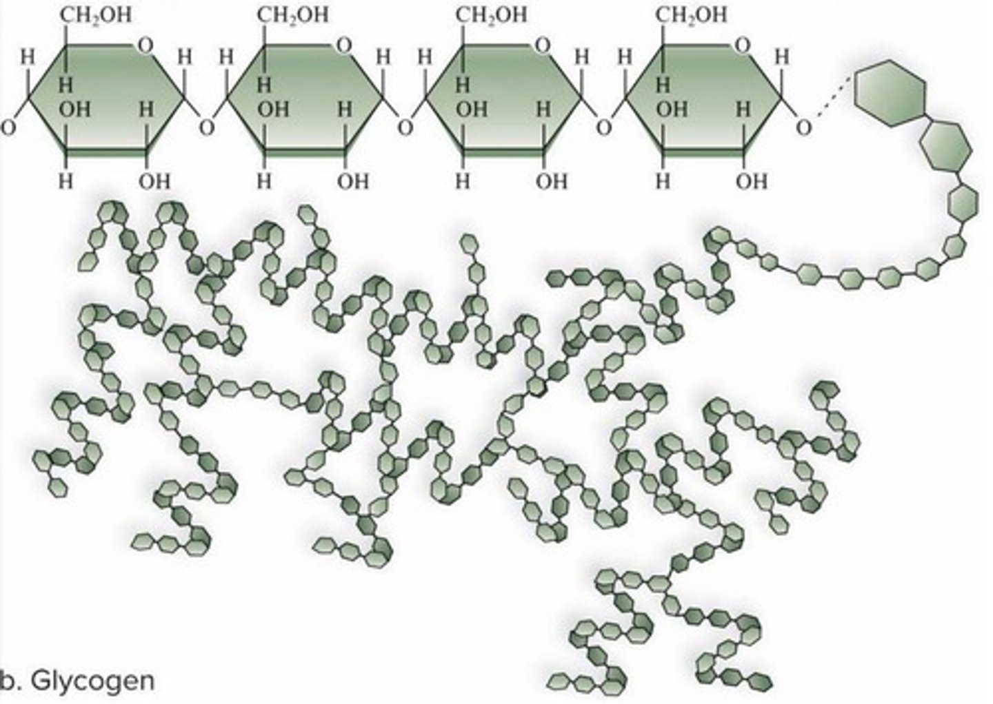 <p>A polysaccharide used for short-term energy storage in animals.</p>