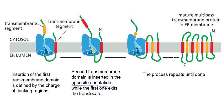 <p>Note: SRP is needed for the insertion of <em>each passing helix</em>.</p><ol><li><p>insertion of the first TMD by sec61 is determined by the charge flanking amino acids</p></li><li><p>The second TMD (transmembrane domain) is inserted in the opposite direction when the first exits the translocator.&nbsp;</p></li><li><p>Repeat until completed</p></li></ol><p></p>