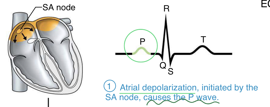 <ul><li><p>depolarization (and small contraction) across the atria</p></li><li><p>initiated by the SA node</p></li></ul>