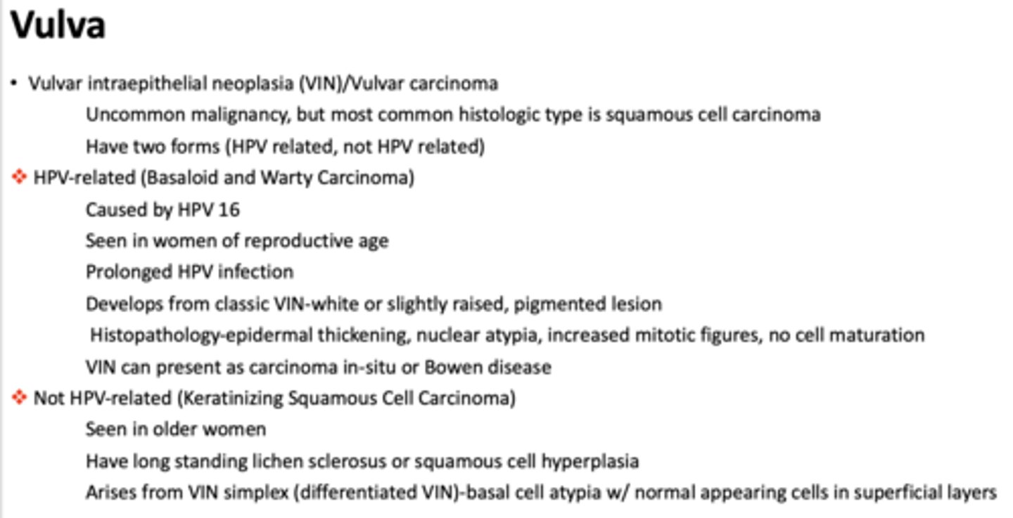<p>Basaloid and Warty Carcinoma (HPV-related)</p>