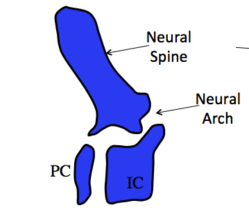 A vertebral type in tetrapods characterized by separate from vertebral elements ("rachitomous")

--> neural spine, neural arch, intercentrum, and pleurocentrum