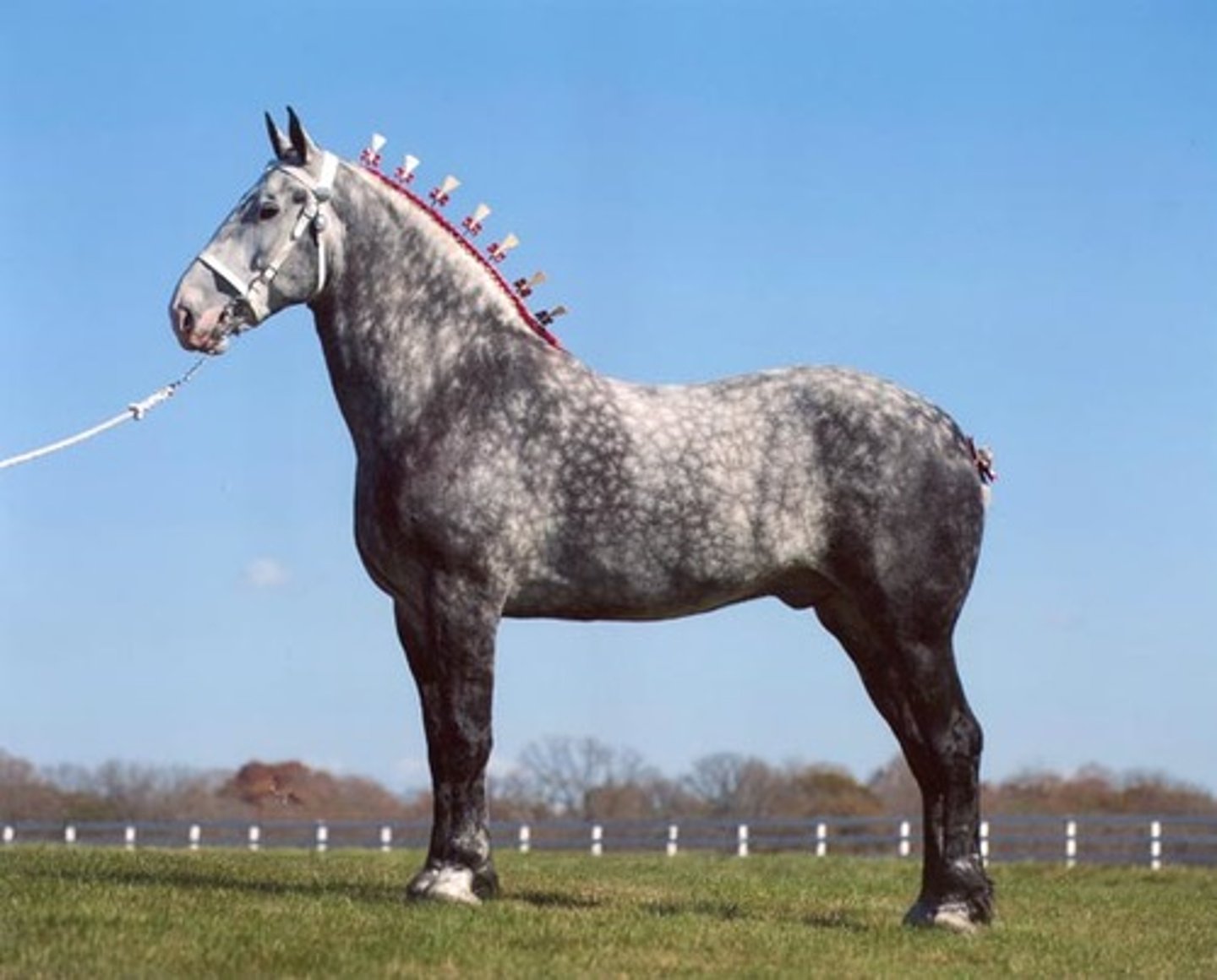 <p>Originated in France; Almost always found in grey; Big, draft horse with a big body, lots of muscle, and a thick/short neck; Usually have a white mane and tail; Very little feathering on the legs</p>