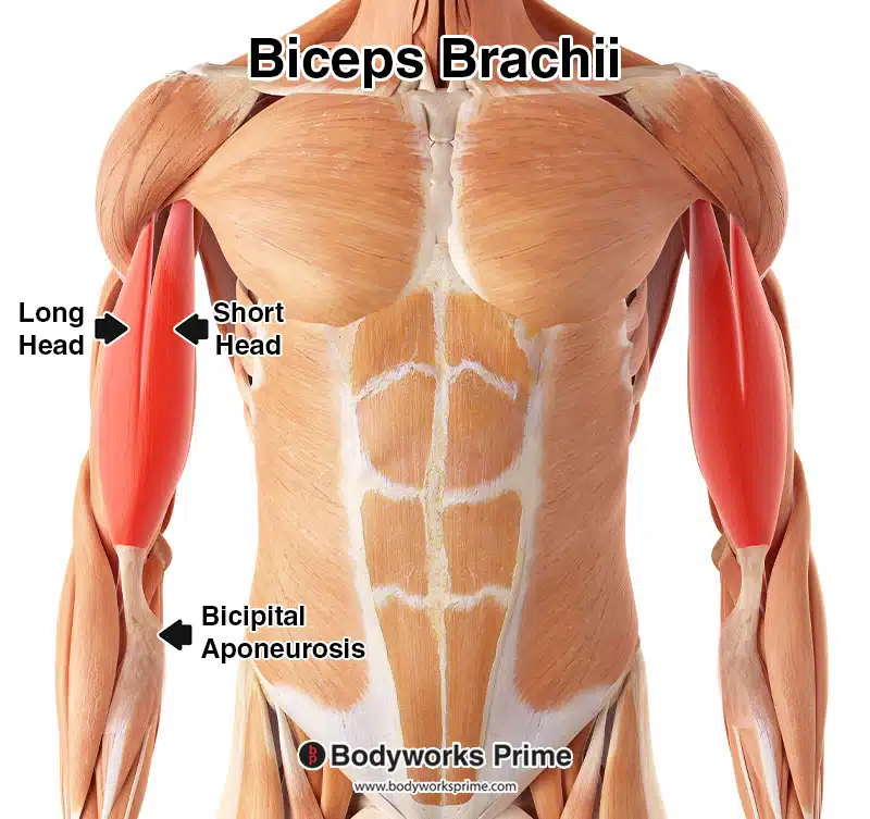 <p>Biceps brachii</p>