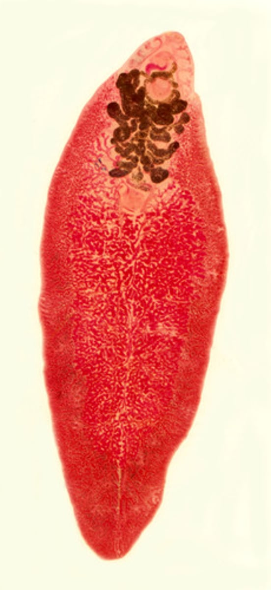<p>Fasciola hepatica</p>