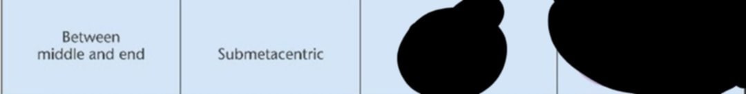 <p>What is the Metaphase and Anaphase shape of The centromere between middle and end with submetacentric designation (Draw the figure to familiarize)</p>