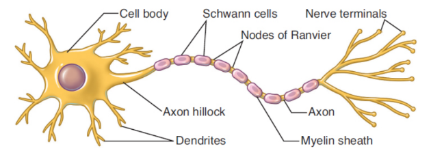 <p>specialized cells capable of transmitting electrical impulses and then translat, ing those electrical impulses into chemical signals</p>