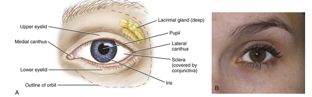 <ul><li><p>delicate and thin membrane lining the inside of the eyelids and the front of the eyeball</p></li></ul><p></p>