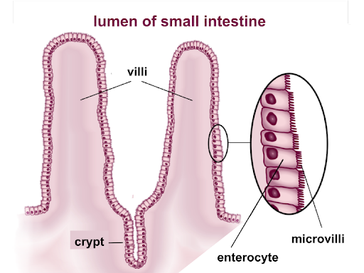 <p>How is the small intestine adapted for digestion?</p>