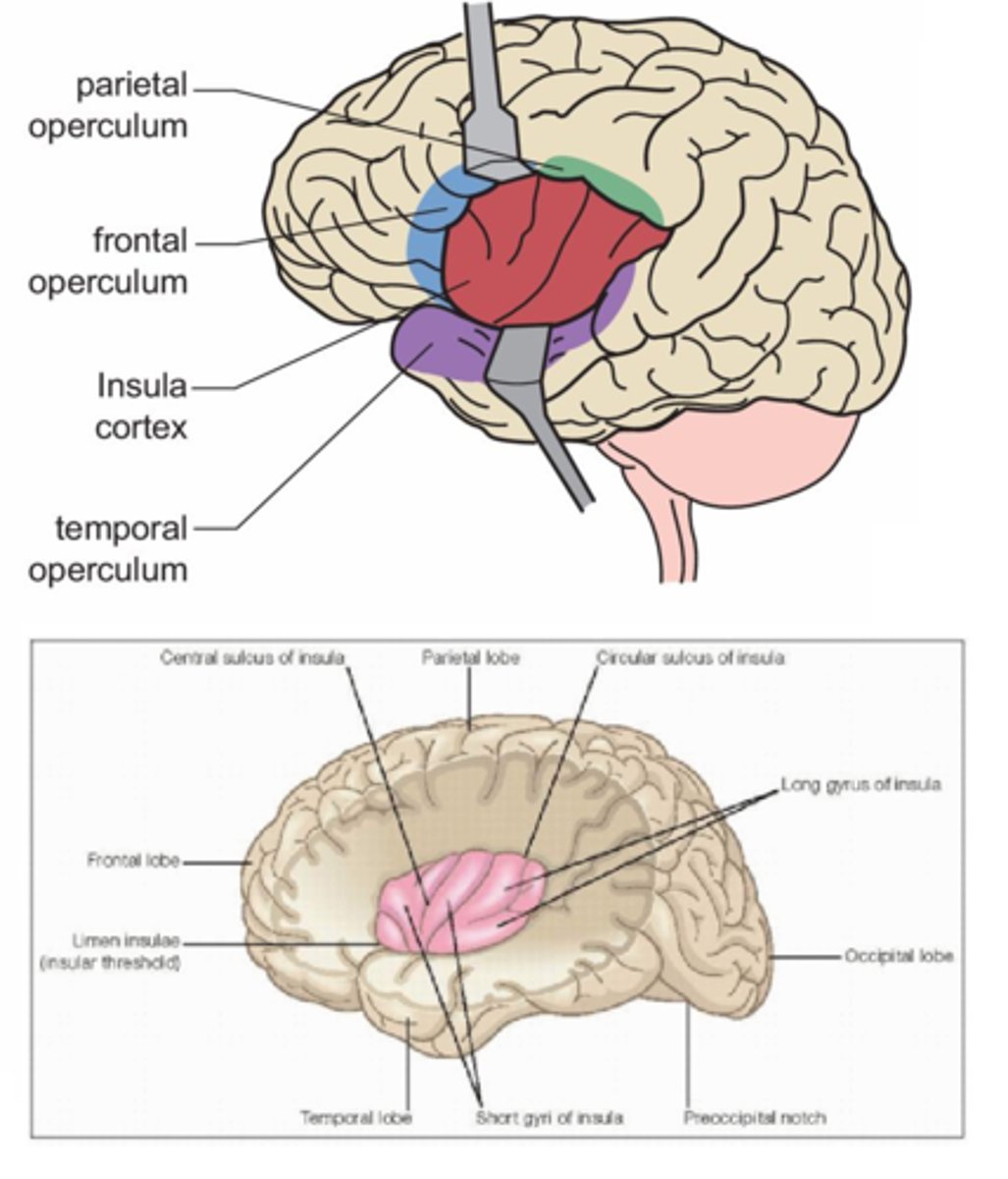 <p>- wieczko czołowe, czołowo-ciemieniowe i skroniowe (oddzielone bruzdą okrężną wyspy od kory wyspy)</p><p>- zakręty długie i krótkie oddzielona bruzdą środkową wyspy</p>