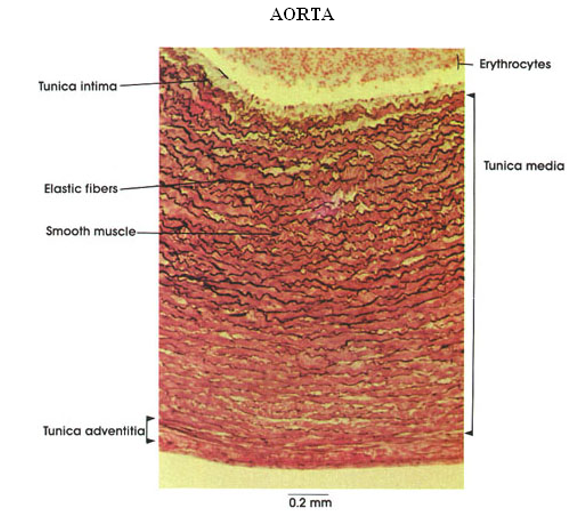 <p>Aorta</p>