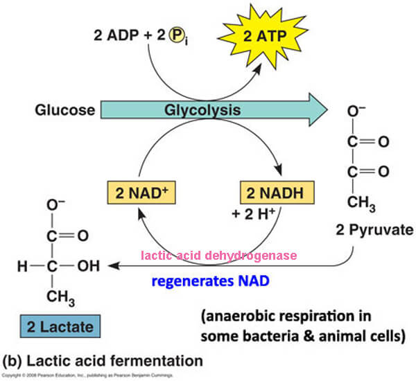 <p>• muscle cells when O2 is limited </p><p>• mammalian RBCs </p><p>• some bacteria (i.e. those in yogurt) </p><p>• lactate dehydrogenase (LDH) catalyzes reaction</p>