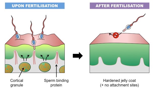 <p>After the first sperm penetrates, the <strong>zona pellucida</strong> becomes <strong>impermeable</strong> to other sperm.</p>