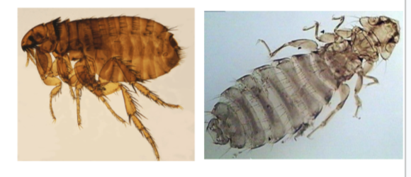 <p>Acanthochellonema reconditum</p><p>life cycle: Indirect </p><p>DH→ Dog </p><p>IH→ ctenocephalides fels flea and heterodoxies sponger lice</p><p>Pathology→ none</p><p>Clinical signs → none </p><p>Diagnosis: <span style="background-color: transparent;"><span>Microfilaria in blood - can be differentiated from D. immitis by using </span><strong><span>modified knotts technique&nbsp;</span></strong></span></p><p><span style="background-color: transparent;"><span>Treatment: Ivermectin treats the microfilaria </span></span><br></p>