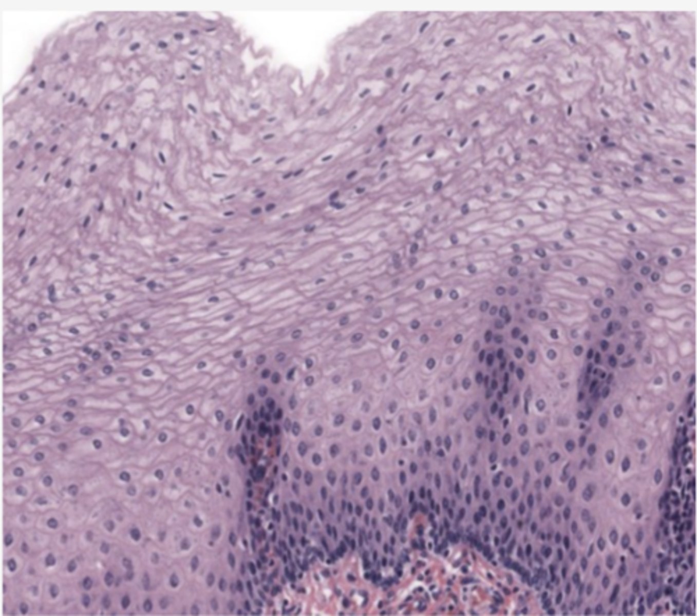 <p>Identify the type of epithelia</p>