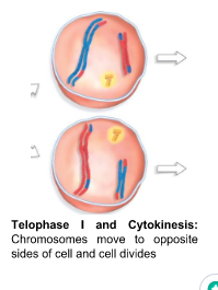 Nuclear envelope may reform forming 2 nuclei

\
Cytokinesis

→ creates __two HAPLOID cells__

\
__Sister chromatids still attached at centromere__

\
**Note:** At this point, Meiosis I is complete and daughter cells are haploid
