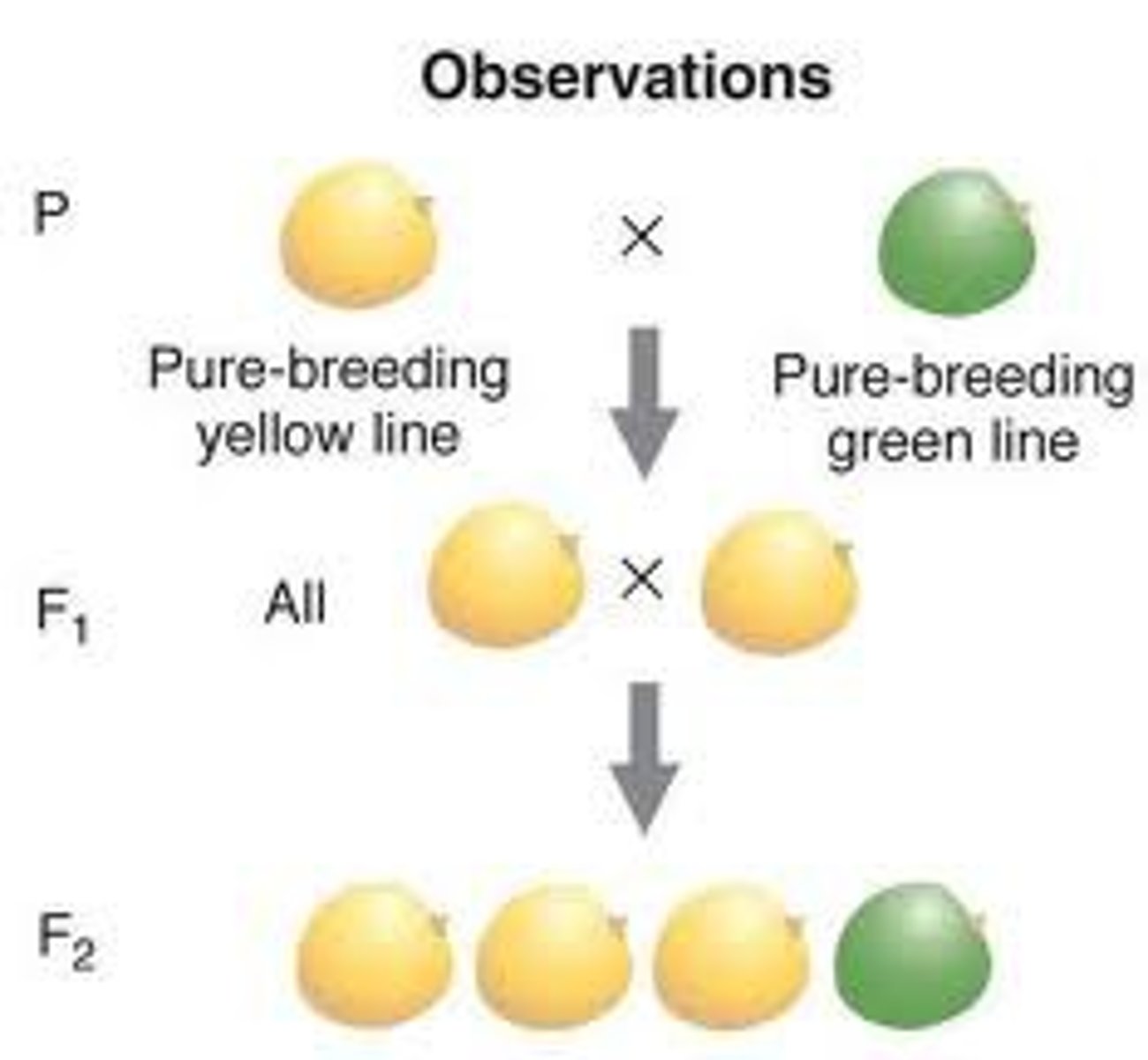 <p>Produces one type of gamete consistently; homozygous dominant or recessive</p>