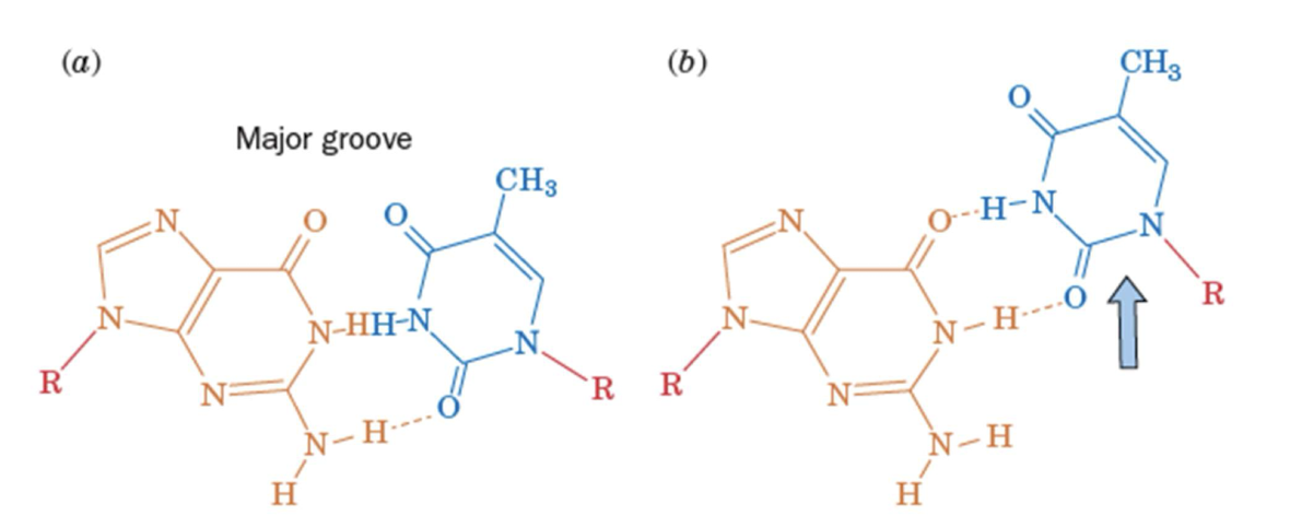 <ul><li><p>G-T cannot pair when positioned as other base pairs but can pair if T&nbsp;“slides up”<em> wobbles</em></p></li><li><p>The result is that DNA base pairs are very homogeneous&nbsp;</p></li><li><p>RNA base pairs are more structurally diverse&nbsp;</p></li></ul><p></p>