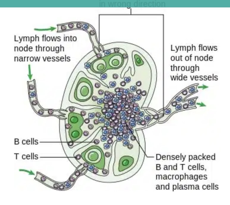 <p>A: Efferent vessel.</p>