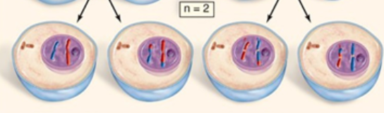 <p>This is the final stage (and end product) of which cellular division process?</p>