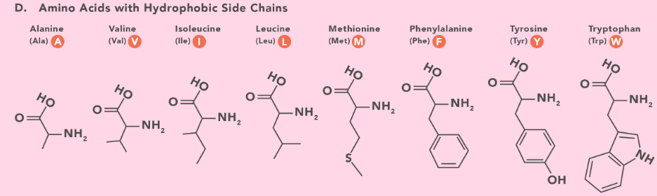<p>Alanine, Valine, Isoleucine, Leucine, Methionine, Phenylalanine, Tyrosine and Tryptophan    </p>