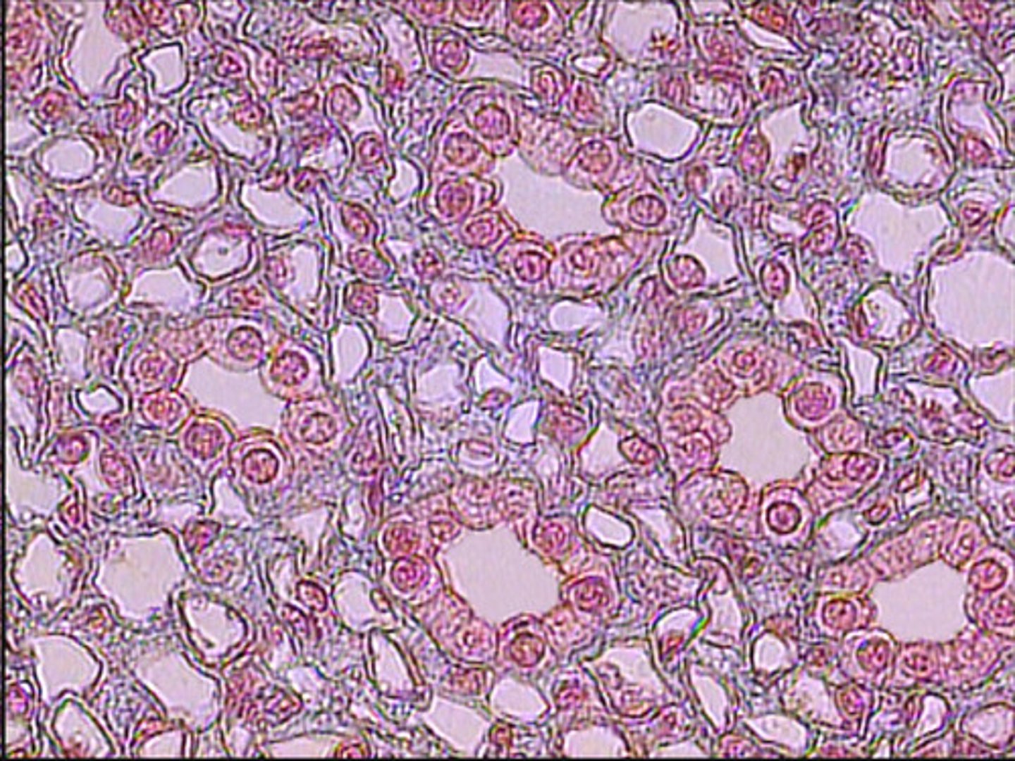<p>square (cube) shape</p><p>make up the lining of the urinary tubules and some glands, kidney tubules, thyroid gland</p><p>function: secret and absorb products</p>