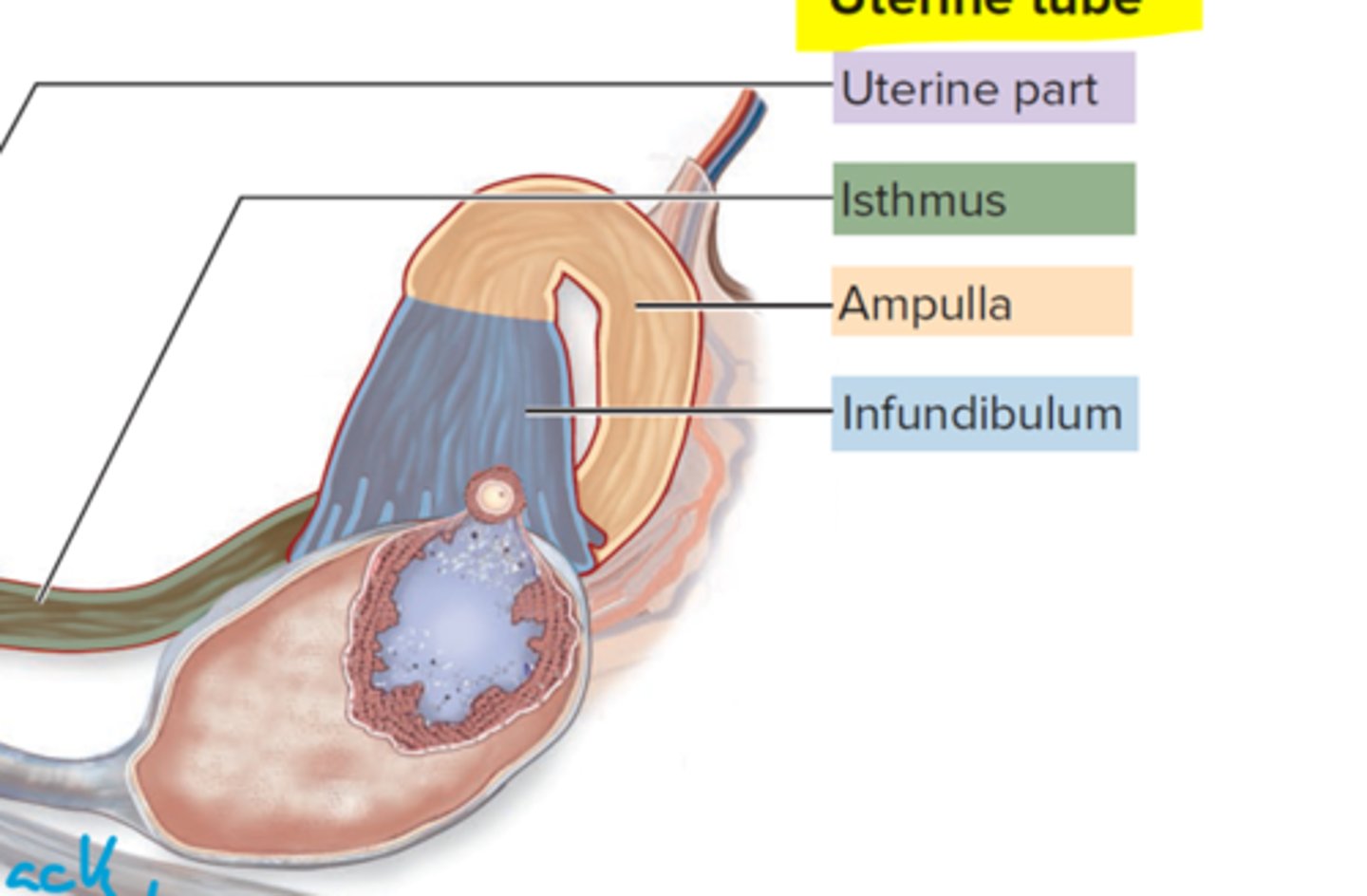 <p>connects uterine part to distal</p>