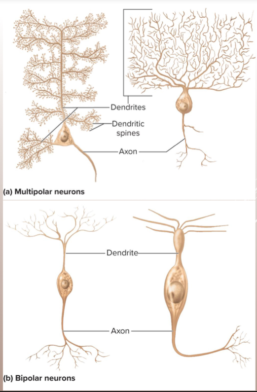 <p>Bipolar neuron</p>