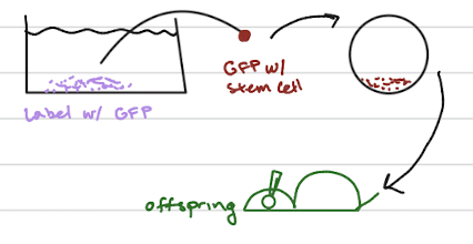<ul><li><p>chimera test</p></li></ul><p></p>