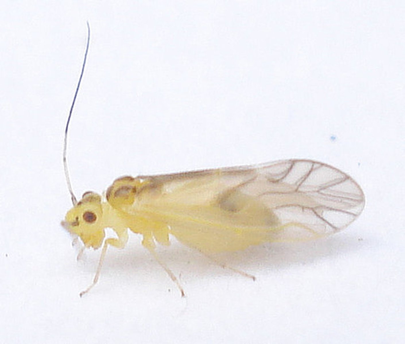 <p>Book and Bark Lice, large compound eyes on side of head, head has bolbous look, membarnous wings with few cells, big clear cells, held tent like, chewing mouth, long anteane, 2 pairs of wings*</p>