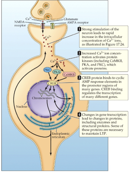 <ol><li><p>increase in receptors and glutamate release occur quickly - changes blocked by NMDA receptors</p></li><li><p>CREB activates protein synthesis - dendrite shape and size changes, more ion channels and dendrites</p><ul><li><p>longer lasting changes</p></li><li><p>also blocked by protein synthesis inhibitors</p></li></ul></li></ol><ul><li><p>both phases blocked by prevention of Ca entry (only certain synapses on neurons will change synaptic strength, entry is localized </p></li></ul><p></p>