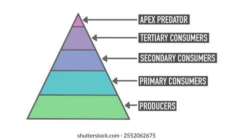 <p>A graphical representation of the flow of energy through an ecosystem.</p><p>Producers, Primary Consumers, Secondary Consumers, Tertiary Consumers</p>