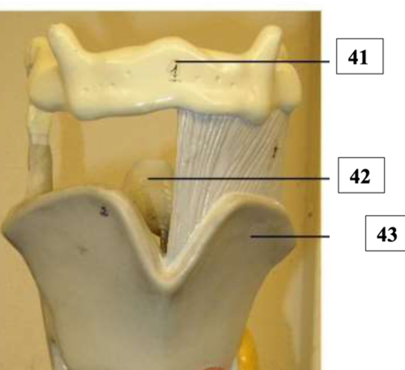 <p>called the laryngeal prominence</p>