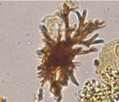 <p>What crystal is this?</p>