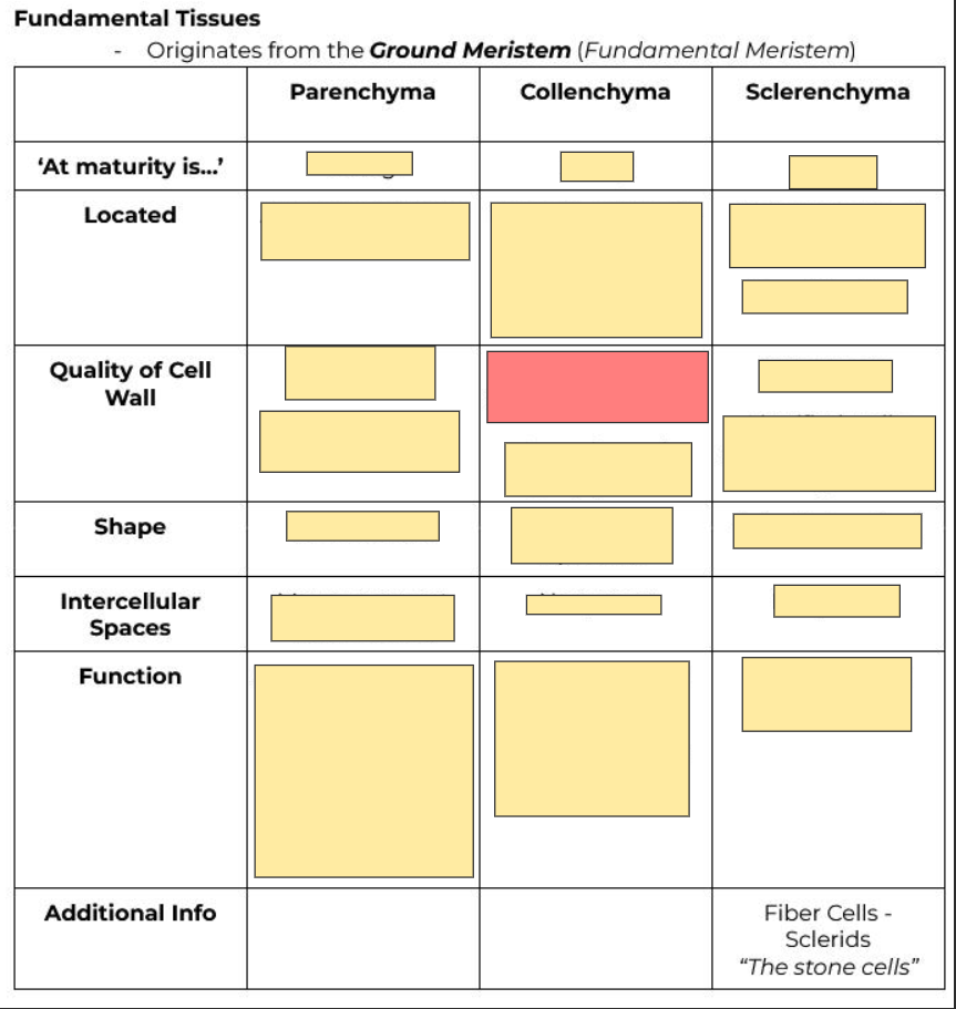 <p>Thickness of cell wall?</p>
