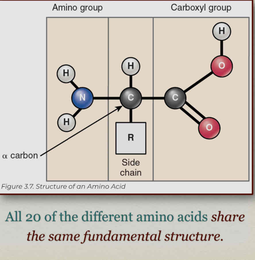 <ul><li><p>Important to all tissues and organs</p></li><li><p>A large, globular macromolecule made of 1 or more chains of amino acids</p></li><li><p>Amino acid chains are called peptides.</p><ul><li><p>Peptides twist + turn + bend into specific 3D shape (has 4 levels)</p></li></ul></li><li><p>Always have nitrogen, many have sulfur</p></li><li><p><strong>Amino acids - </strong>units that make up proteins</p></li></ul><p></p>