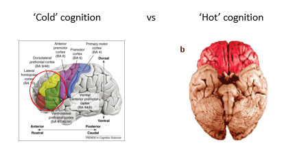 <ul><li><p>General consensus that regions in lateral/medial PFC (DLPFC, VLPFC, ACC) are doing something different from the orbitofrontal cortex (OFC)</p><ul><li><p>clearly something between them </p></li></ul></li><li><p>hot vs cold cognition</p></li></ul><p></p>