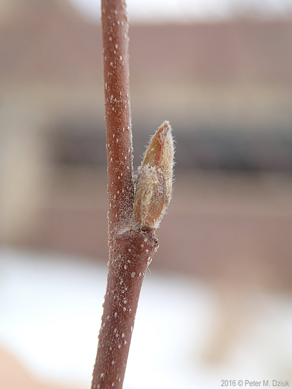 <p>Common name: River birch</p><p></p><p>Genus: Betula</p><p></p><p>Species: nigra</p><p></p><p>Family: Betulaceae</p>