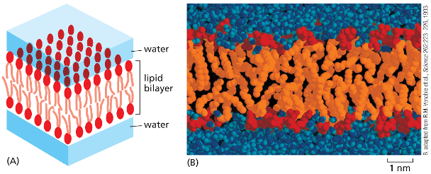 <ul><li><p>Hydrophilic heads face the water on both surfaces of the bilayer</p></li><li><p>hydrophobic tails are shielded from the water within the interior of the bilayer </p></li></ul><p>This arrangement helps with the conflicting attractions and is energetically favorable </p><p></p>