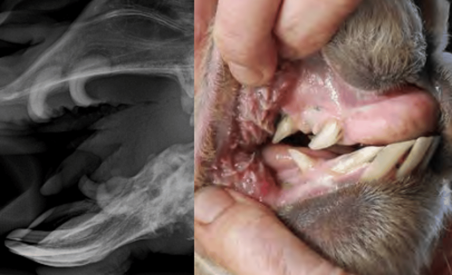 <p>Canines and 3rd upper incisor</p>