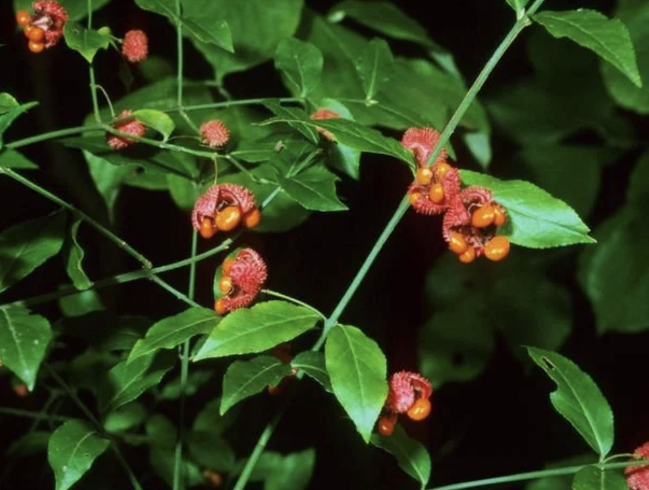 <p><em>Euonymus americanus</em></p><p>Celastraceae</p>