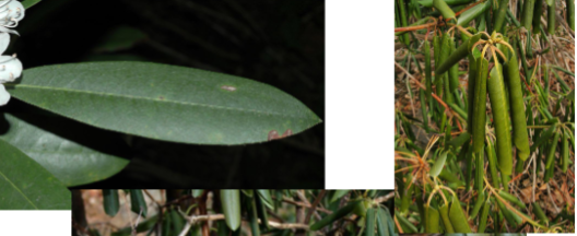 <p>Alternate, simple, evergreen, leathery leaves with entire margin that roll in cold weather.</p>